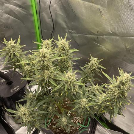 Gorilla Cookies FB420 Summer 26