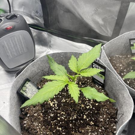 Frostbanger Winter Grow