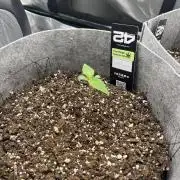 Frostbanger Winter Grow