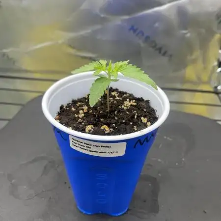 FB420 Rainbow Melon 🌈 🍈