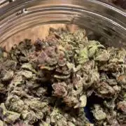 Frostbanger Winter Grow