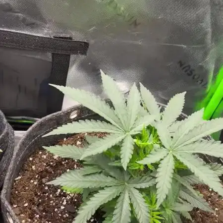 Chill Out OG F4