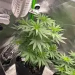 FB420 Rainbow Melon 🌈 🍈