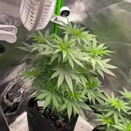 FB420 Rainbow Melon 🌈 🍈