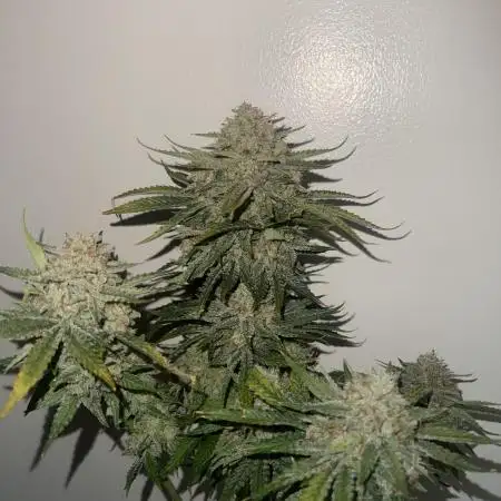 Cherry Cola Fast Buds