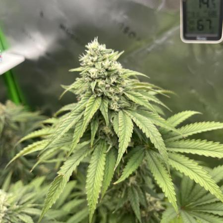 FB420 Rainbow Melon 🌈 🍈