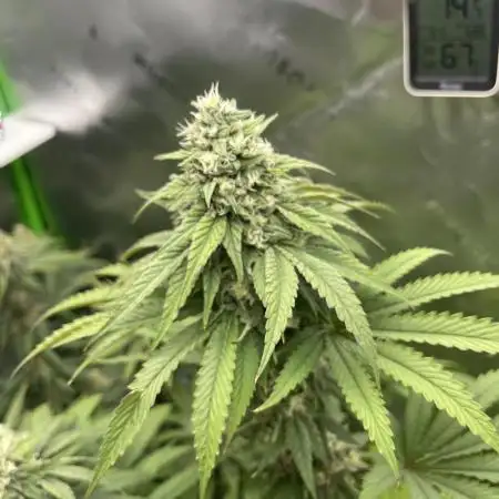 FB420 Rainbow Melon 🌈 🍈