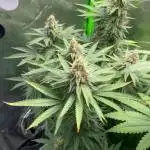 Chill Out OG F4