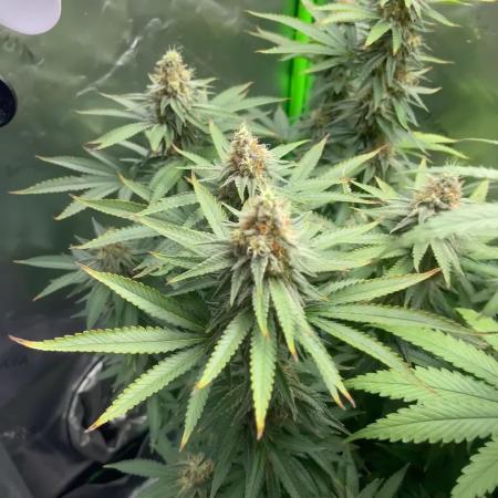 Chill Out OG F4