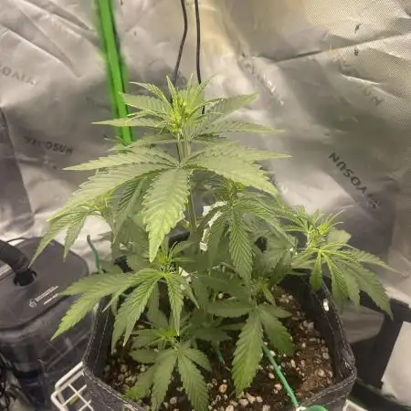 Gorilla Cookies FB420 Summer 26