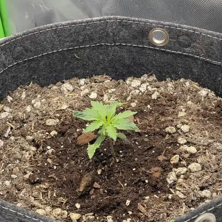 Gorilla Cookies FB420 Summer 26
