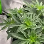 Chill Out OG F4