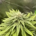 FB420 Rainbow Melon 🌈 🍈