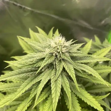 FB420 Rainbow Melon 🌈 🍈