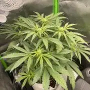 Frostbanger Winter Grow