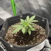 Gorilla Cookies FB420 Summer 26