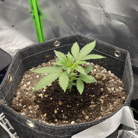 Gorilla Cookies FB420 Summer 26