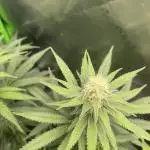 Chill Out OG F4
