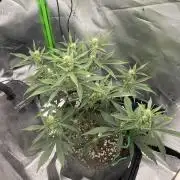 Gorilla Cookies FB420 Summer 26