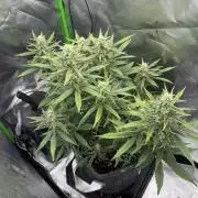 Gorilla Cookies FB420 Summer 26