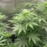 FB420 Rainbow Melon 🌈 🍈