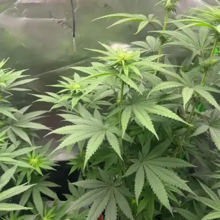 FB420 Rainbow Melon 🌈 🍈
