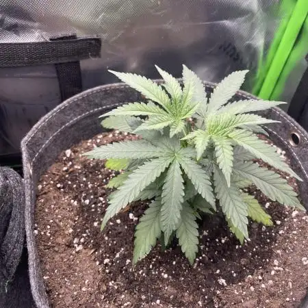 Chill Out OG F4