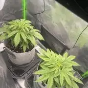 Frostbanger Winter Grow