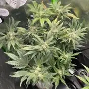 Frostbanger Winter Grow