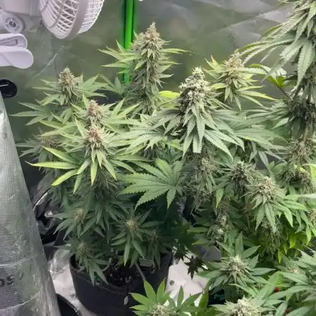 Chill Out OG F4