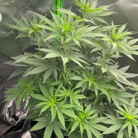 FB420 Rainbow Melon 🌈 🍈