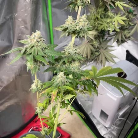 FB420 Rainbow Melon 🌈 🍈