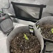 Frostbanger Winter Grow