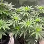 Chill Out OG F4