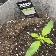 Frostbanger Winter Grow