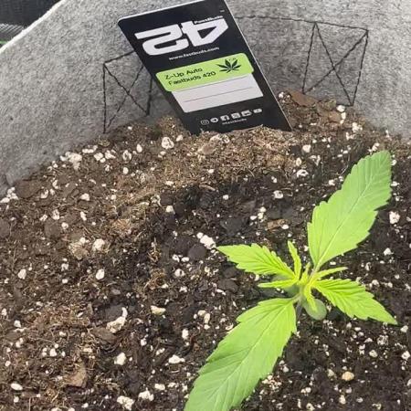 Frostbanger Winter Grow