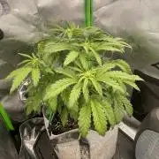 Frostbanger Winter Grow