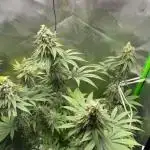 FB420 Rainbow Melon 🌈 🍈