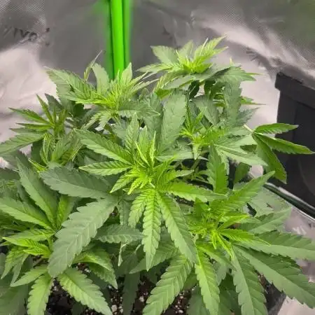 Chill Out OG F4