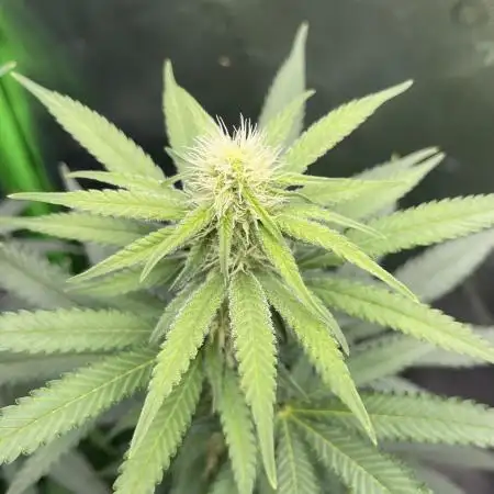 Chill Out OG F4