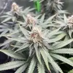 Chill Out OG F4