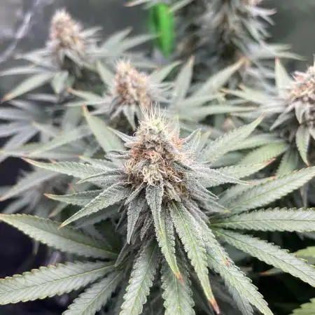 Chill Out OG F4