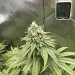 FB420 Rainbow Melon 🌈 🍈