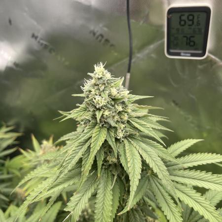 FB420 Rainbow Melon 🌈 🍈