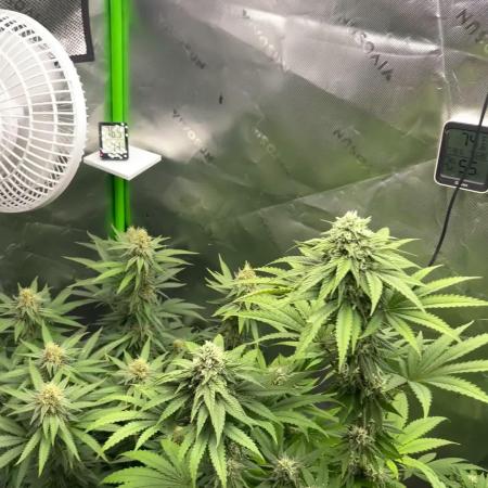 Chill Out OG F4