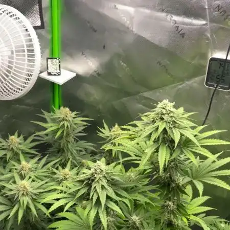 Chill Out OG F4