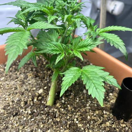 Candy my 1st auto