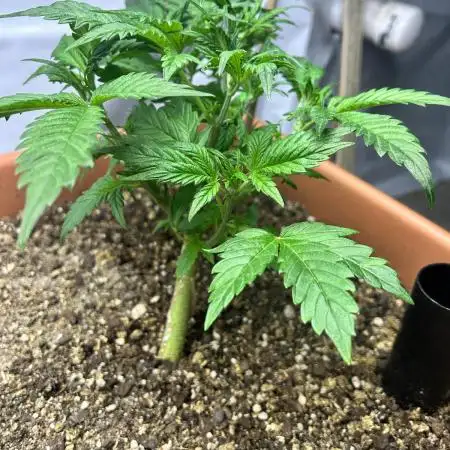 Candy my 1st auto