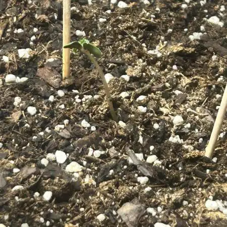 Candy my 1st auto