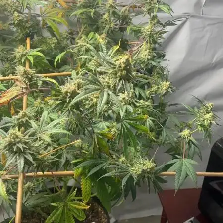Purple majik temple kush f2